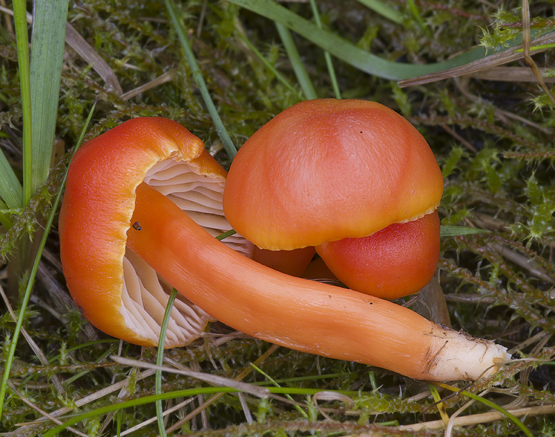 Hygrocybe reidii